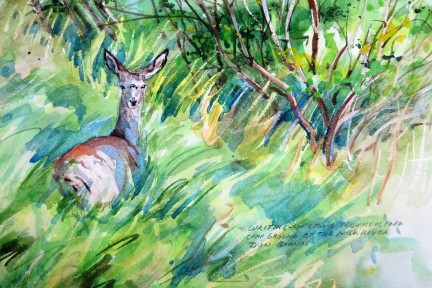 Mule Deer Writing-on-Stone Provincial Park, Watercolour and pencil