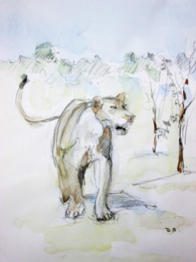 Lion Sketch#1 Pencil and watercolor wash