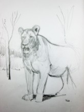 Lion Sketch #2 Pencil