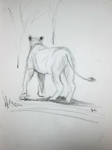 Lion Sketch#3 Pencil