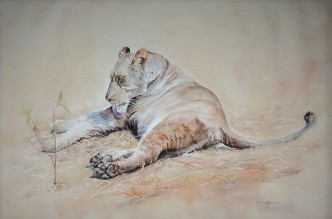 Female Lion in Zimbabwe Watercolor 15 inches x 22 inches