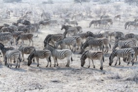 Zebra Herd, Etosha Pan, Namibia
